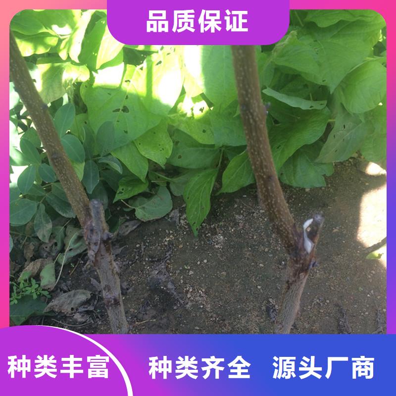 杏苹果苗真材实料加工定制产地工厂