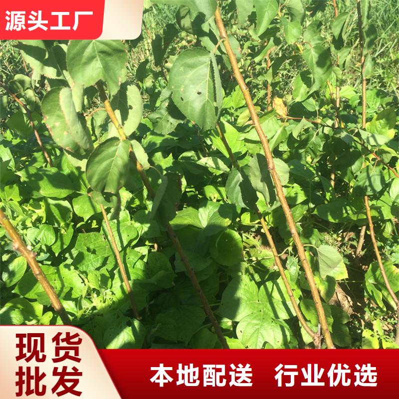 【杏】_樱桃苗为您提供一站式采购服务同城制造商