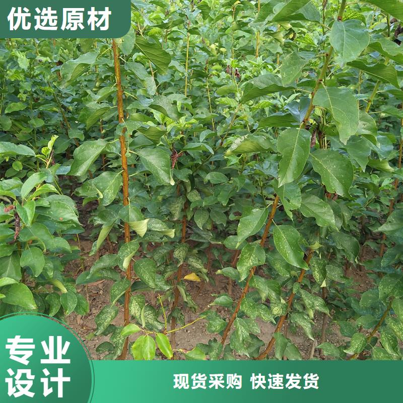 杏_北美冬青型号齐全当地公司