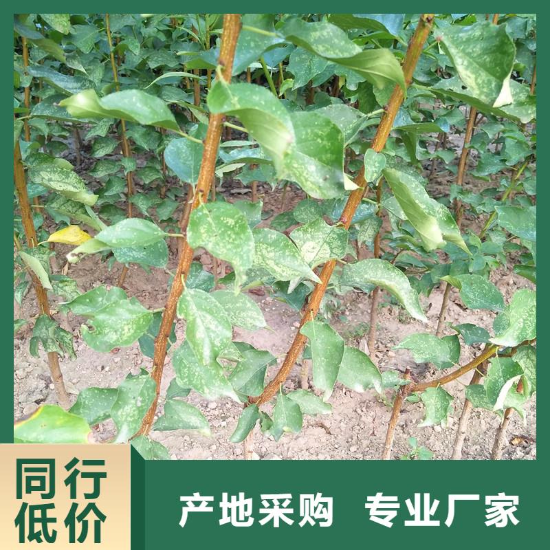 杏苹果苗源头实体厂商来图来样定制
