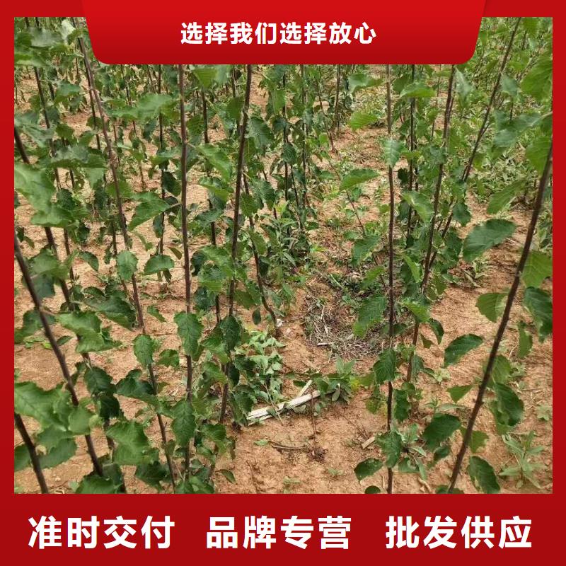 杏樱桃苗制造生产销售同城品牌