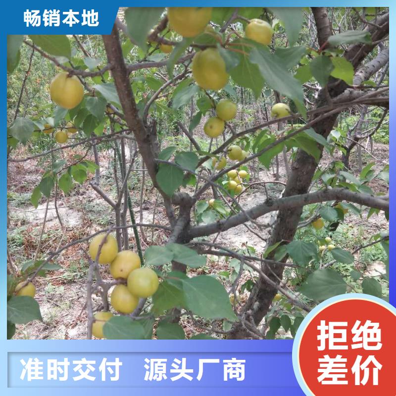 【杏】樱桃苗自主研发源头厂家来图定制