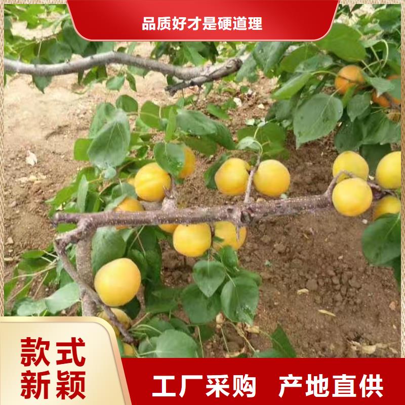 杏梨树苗规格齐全实力厂家同城供应商