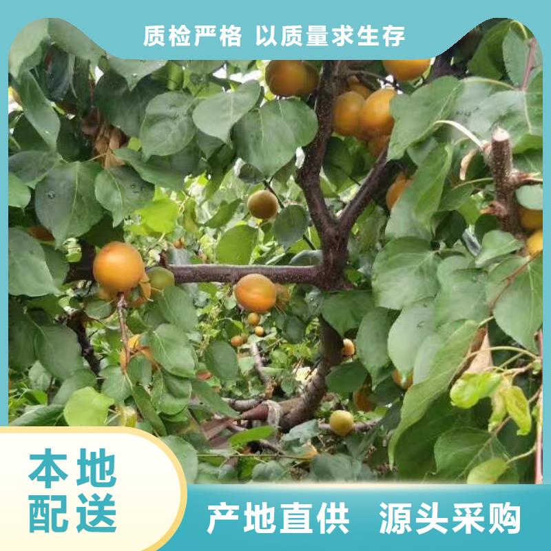 杏石榴树苗对质量负责质优价廉