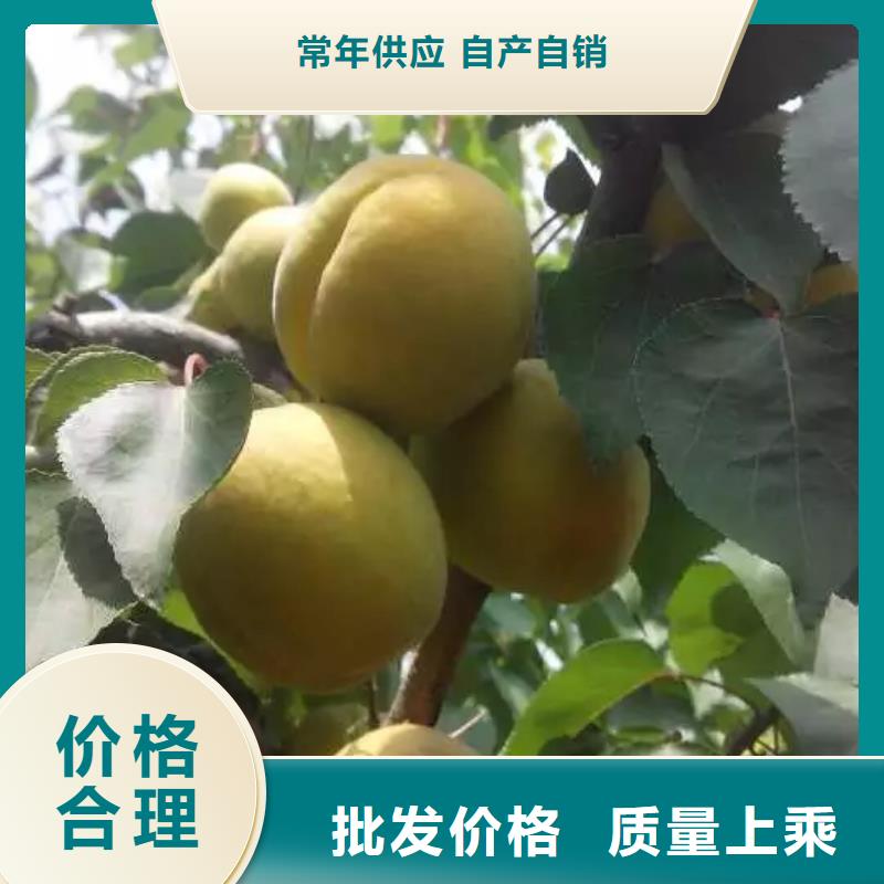 杏,樱桃苗多年厂家可靠快速报价