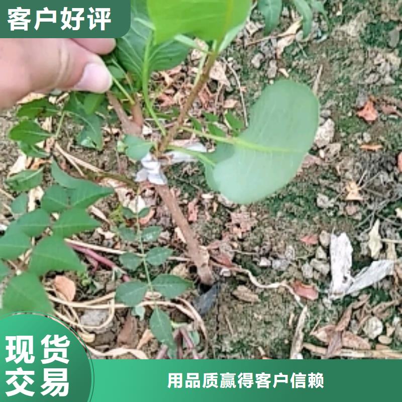 开心果嘎啦苹果多行业适用量大从优