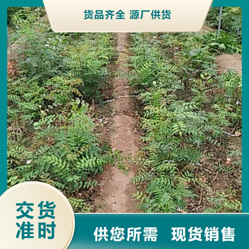 开心果-苹果苗多年行业积累质量为本
