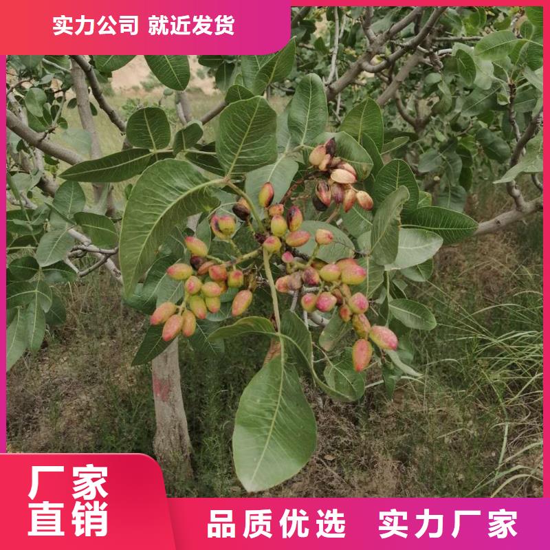 【开心果】苹果苗卓越品质保障就近发货