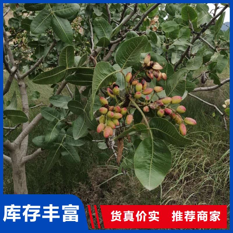 开心果红石榴苗基地严选用料本地厂家
