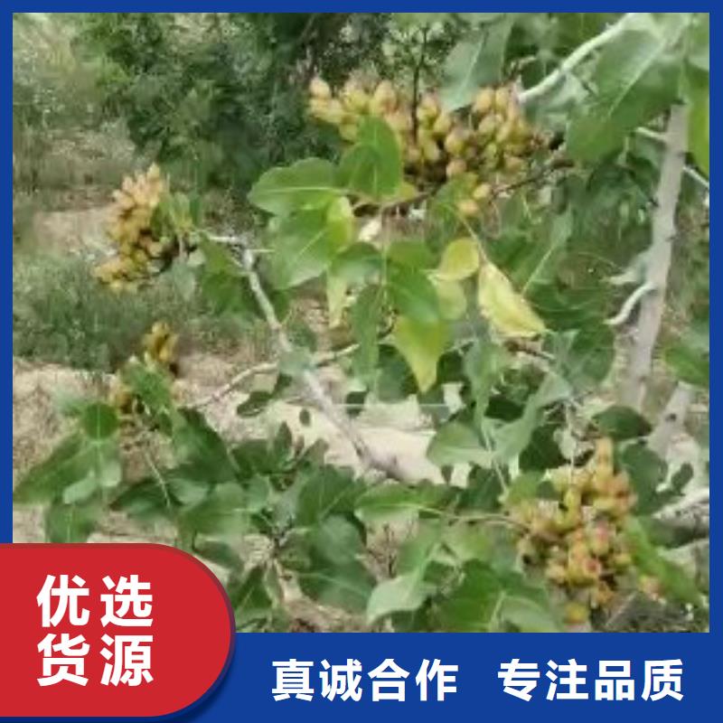开心果【苹果苗】厂家新品无中间商厂家直销