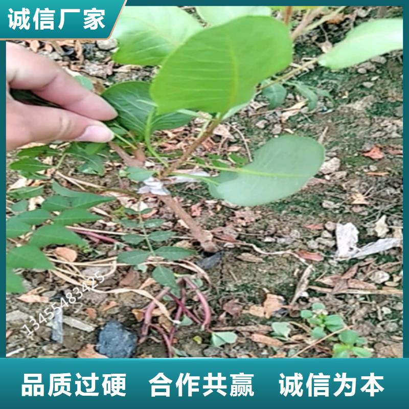 开心果_花椒苗适用范围广当地供应商
