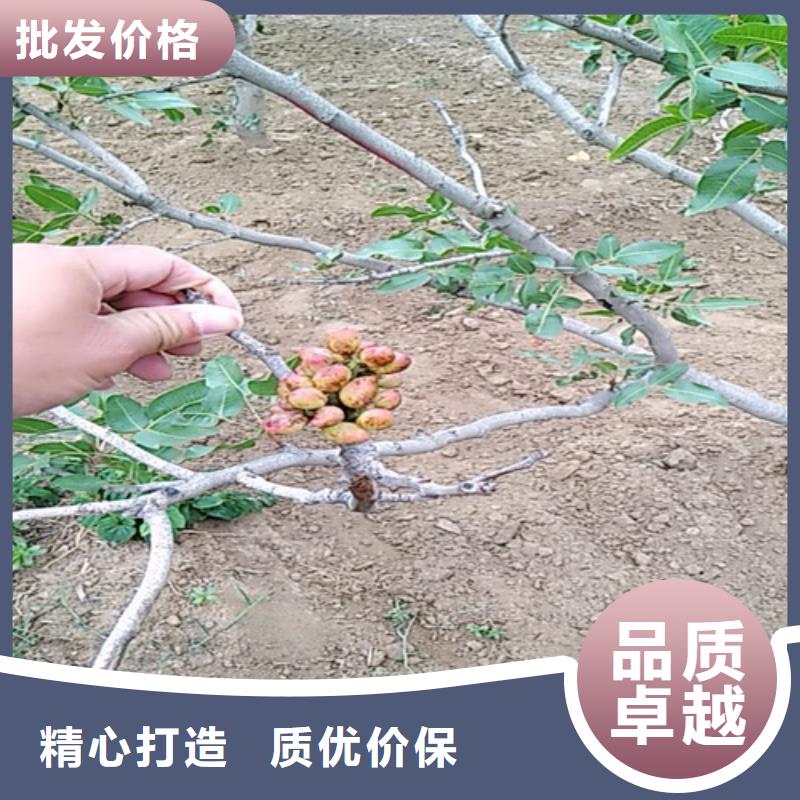 开心果黄瓜苗型号全价格低品种全