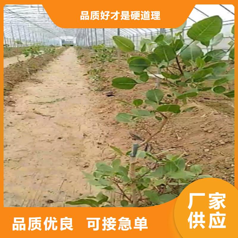 开心果杏树苗品牌企业当地生产商