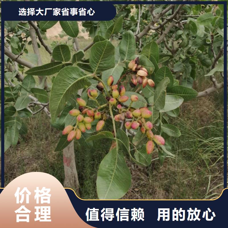 开心果樱桃苗厂家货源本地服务商