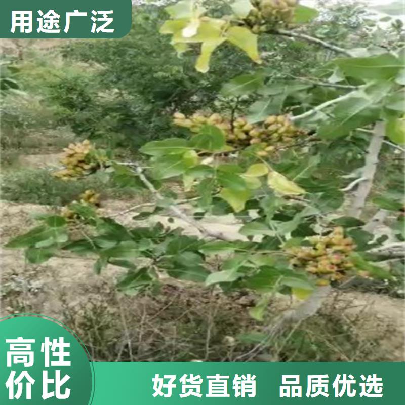 【开心果】板栗苗厂家直营工期短发货快