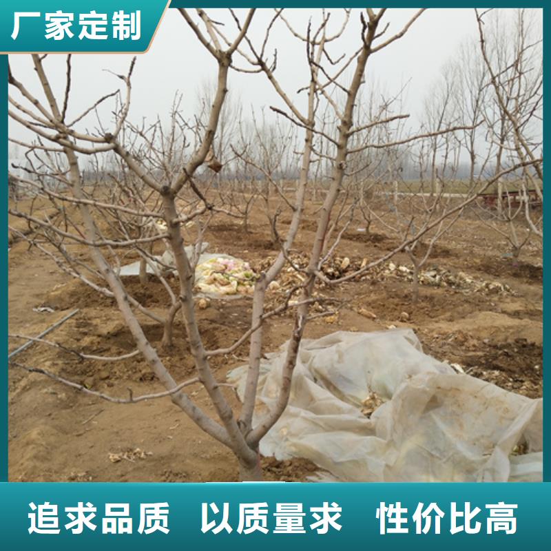 开心果苹果苗品质信得过源头把关放心选购