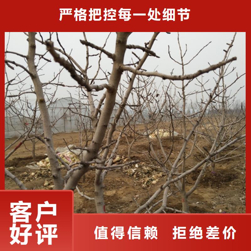 开心果_猕猴桃苗设计合理品质优选