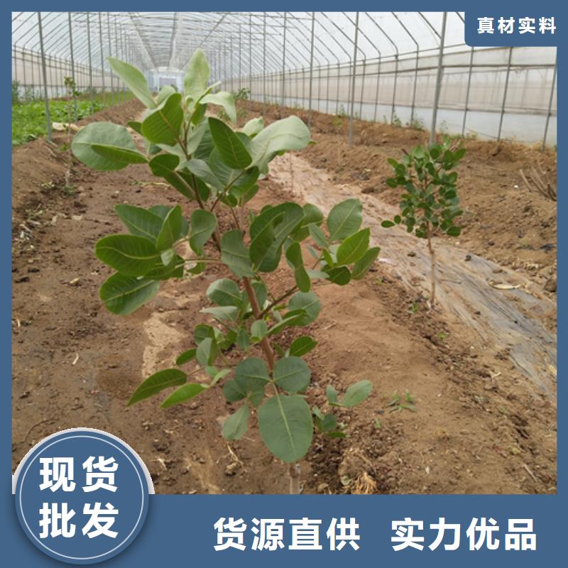 【开心果梨树苗精工制作】市场报价