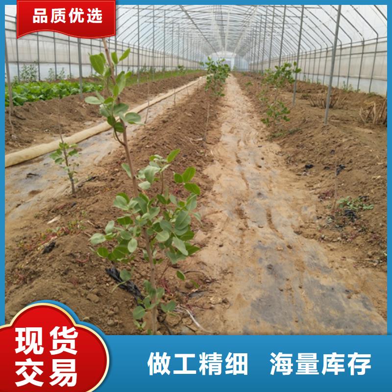 开心果桃树苗放心选购价格低