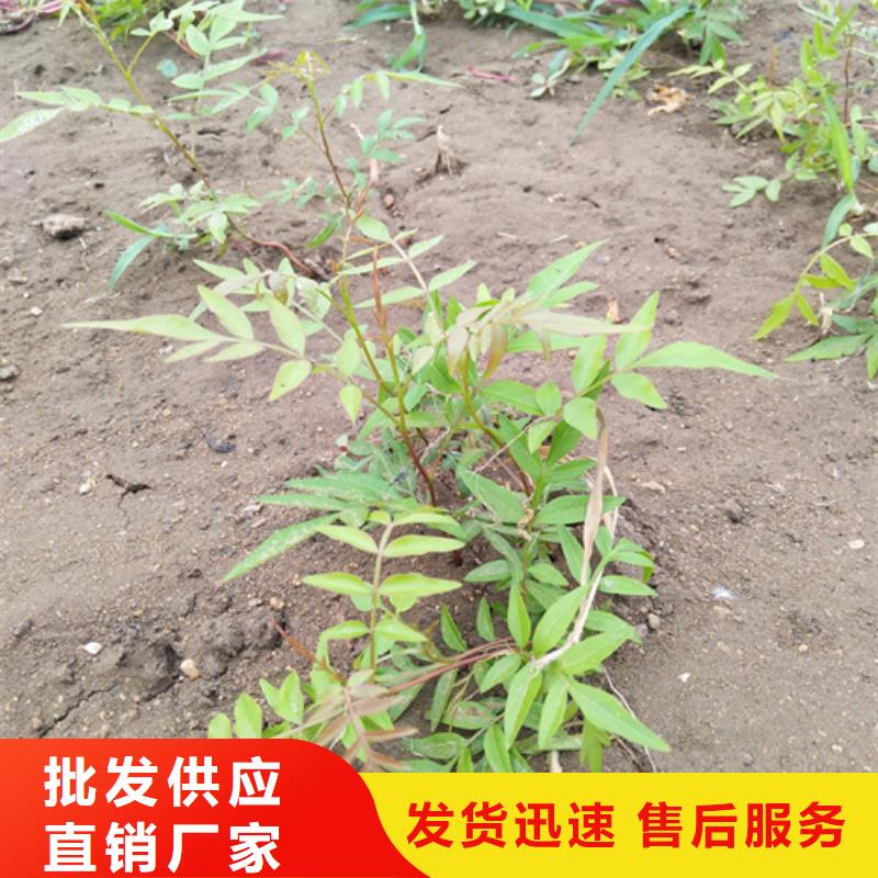 开心果_黄瓜苗今年新款当地货源