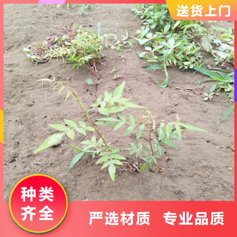 开心果【李子苗】优质工艺同城供应商