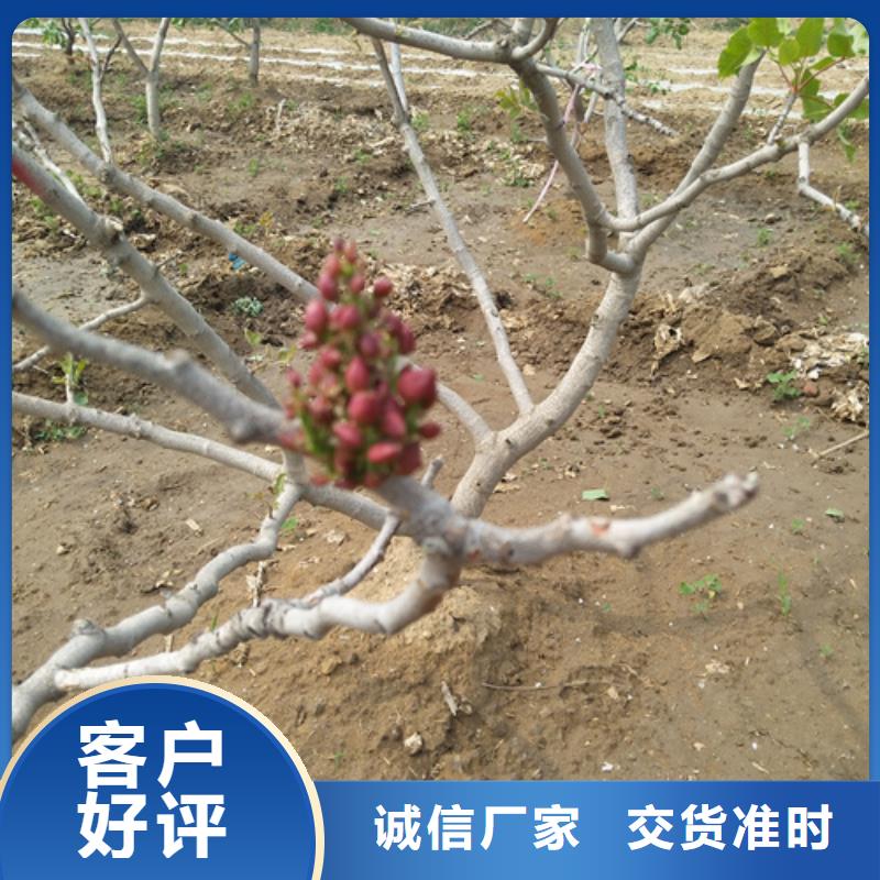 【开心果】苹果苗定制定做本地厂家
