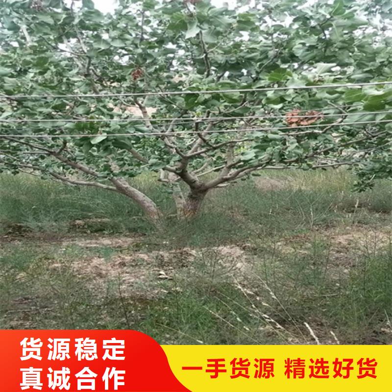 开心果梨树苗品牌大厂家当地货源