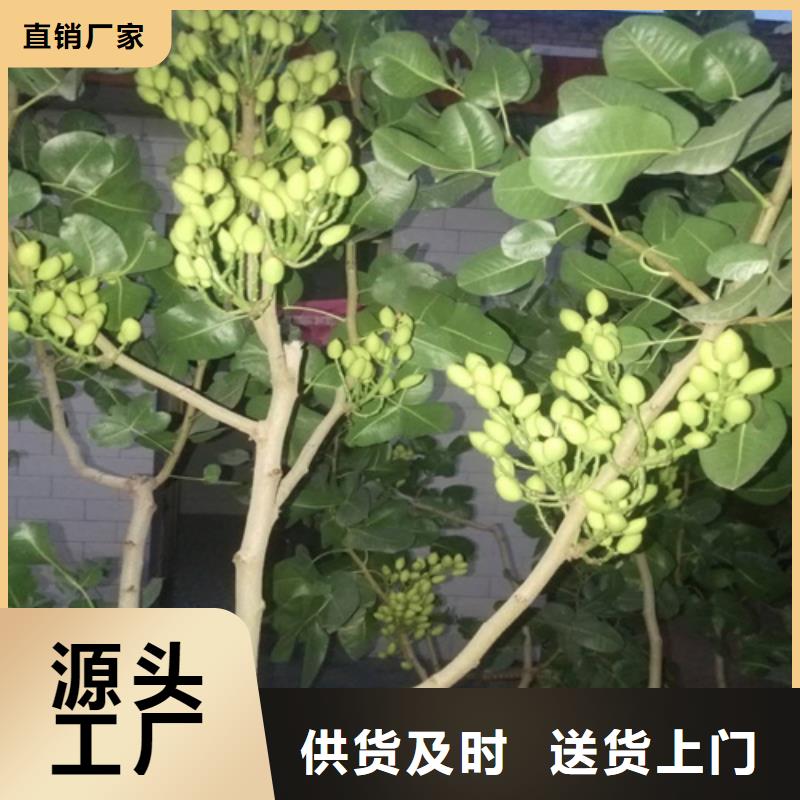 开心果苹果苗精工细作品质优良严格把关质量放心