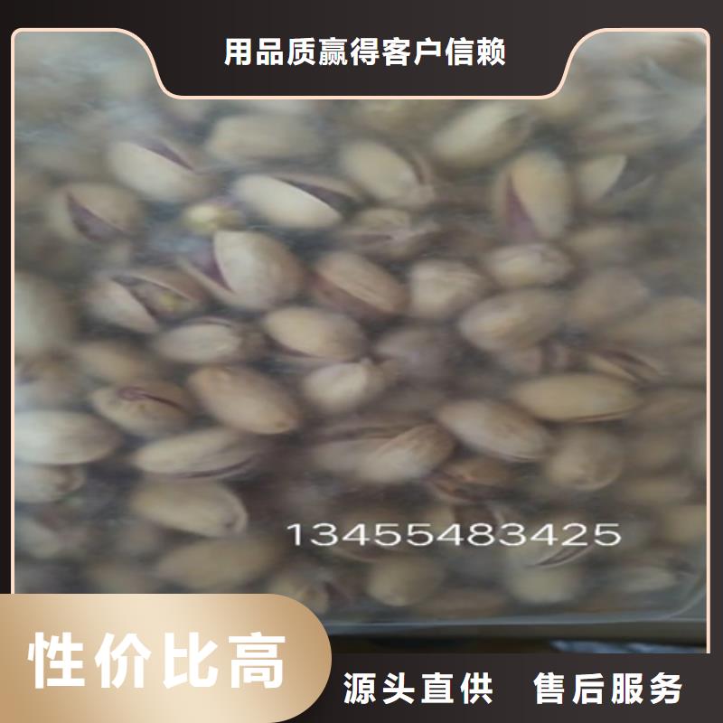 开心果3公分石榴苗好产品价格低生产型