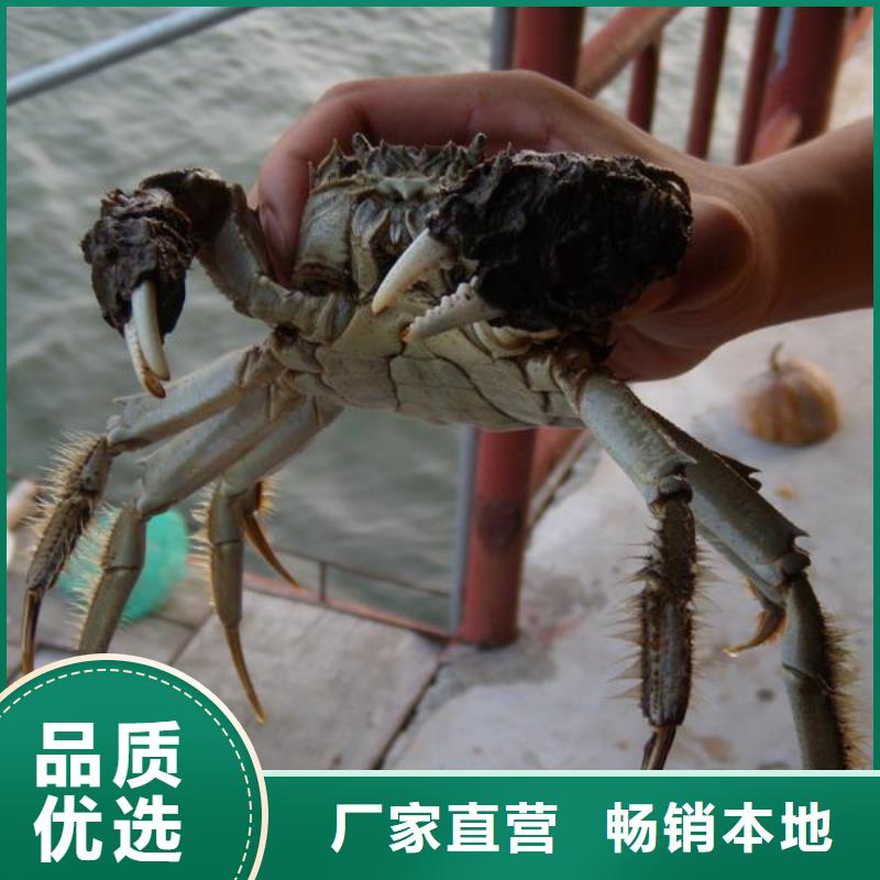 巴城阳澄湖大闸蟹哪家正宗专注产品质量与服务