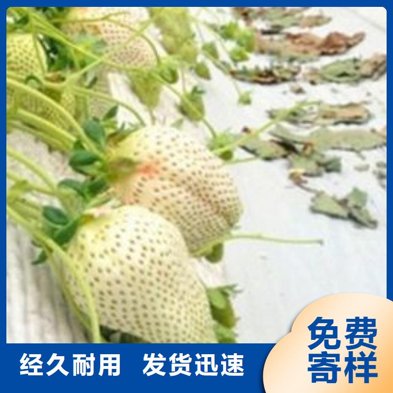 草莓苗黑珍珠草莓苗放心得选择大厂生产品质