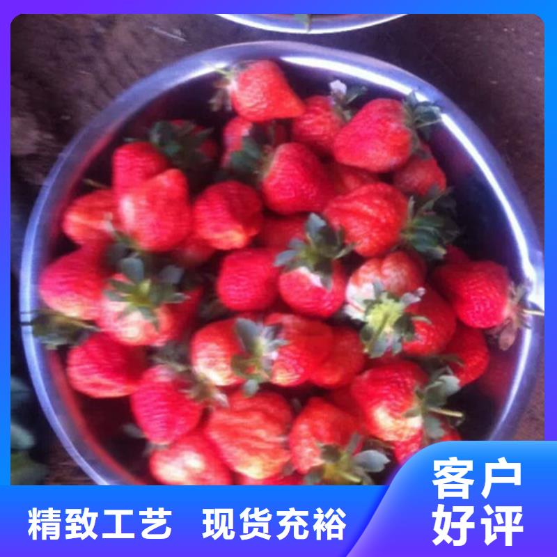 草莓苗桃树苗基地批发货源本地厂家