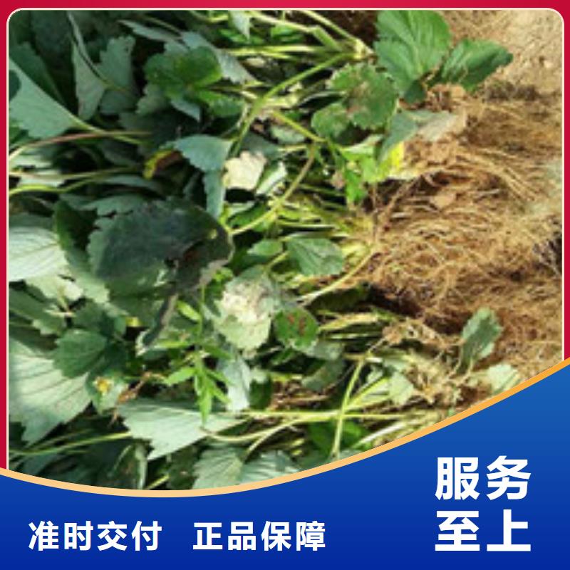 草莓苗油桃树苗免费寄样<当地>货源