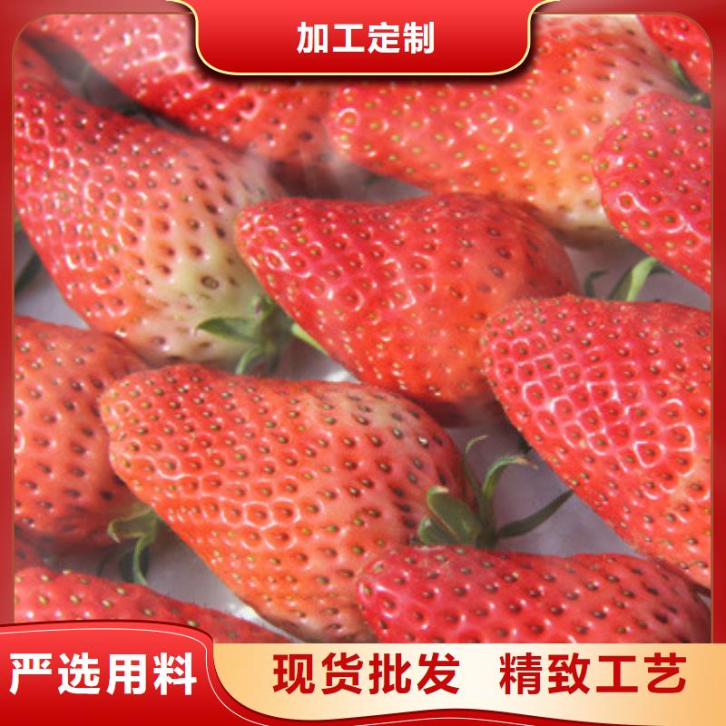 草莓苗-红颜草莓销售的是诚信经验丰富质量放心