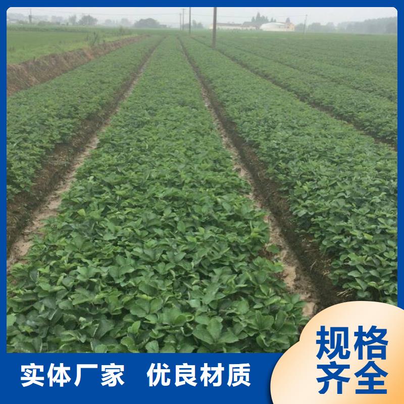 【草莓苗】-黄桃树苗匠心制造货源直供