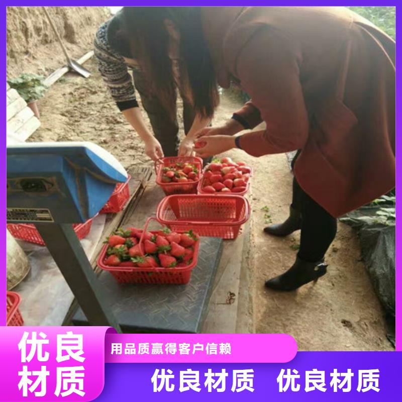 【草莓苗】苹果苗精心打造做工细致