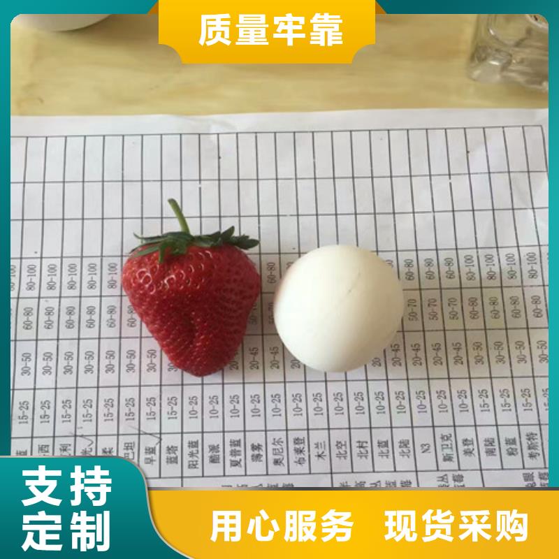 草莓苗-梨树苗品质保证实力见证质检合格出厂