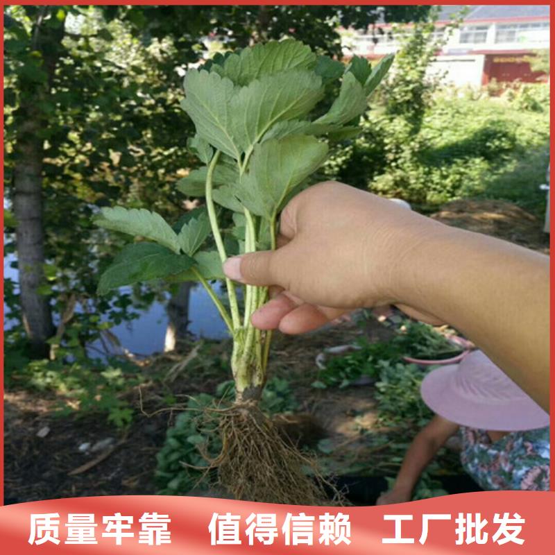 草莓苗-【油桃树苗】市场行情物流配货上门
