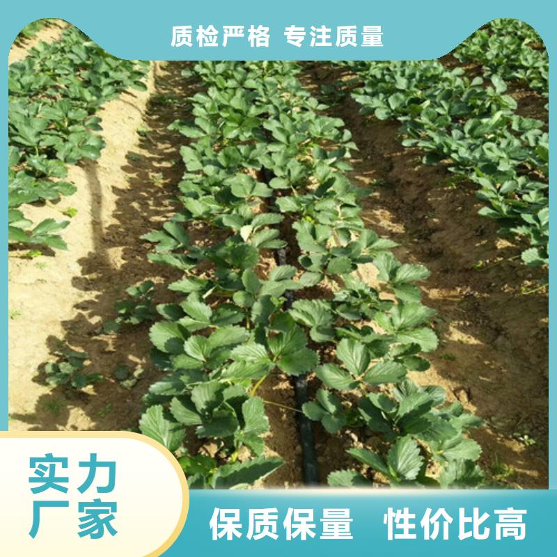【草莓苗】蓝莓苗安装简单免费回电
