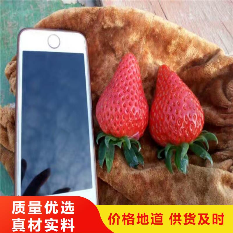 【草莓苗】草莓苗价格厂家专注质量