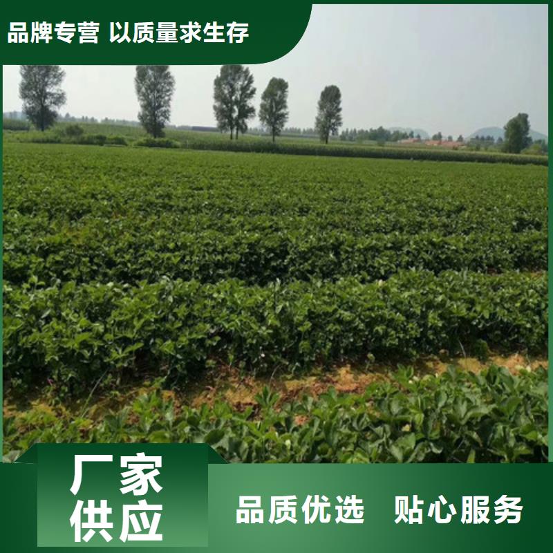 草莓苗梨树苗技术先进工艺层层把关