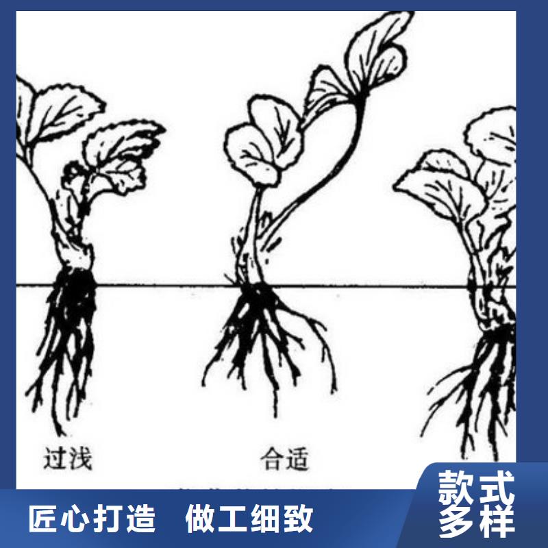 草莓苗-樱桃苗定制零售批发本地制造商