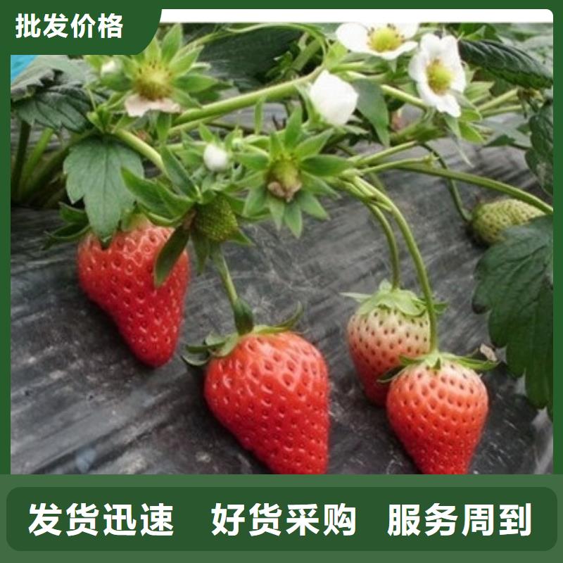 草莓苗葡萄苗基地商家直供专注细节更放心