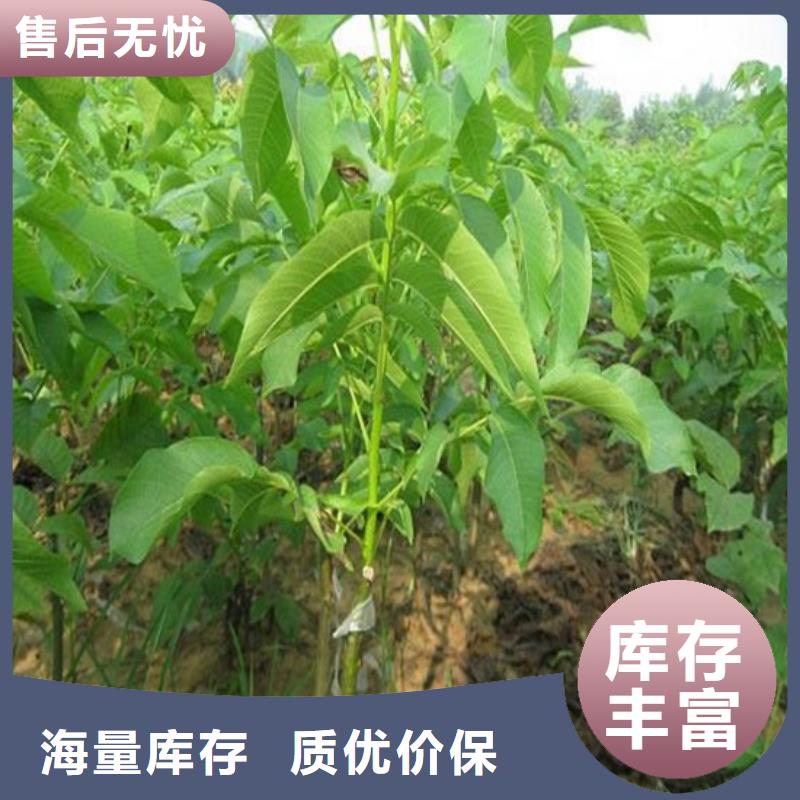 【核桃苗苹果苗品类齐全】[当地]生产厂家