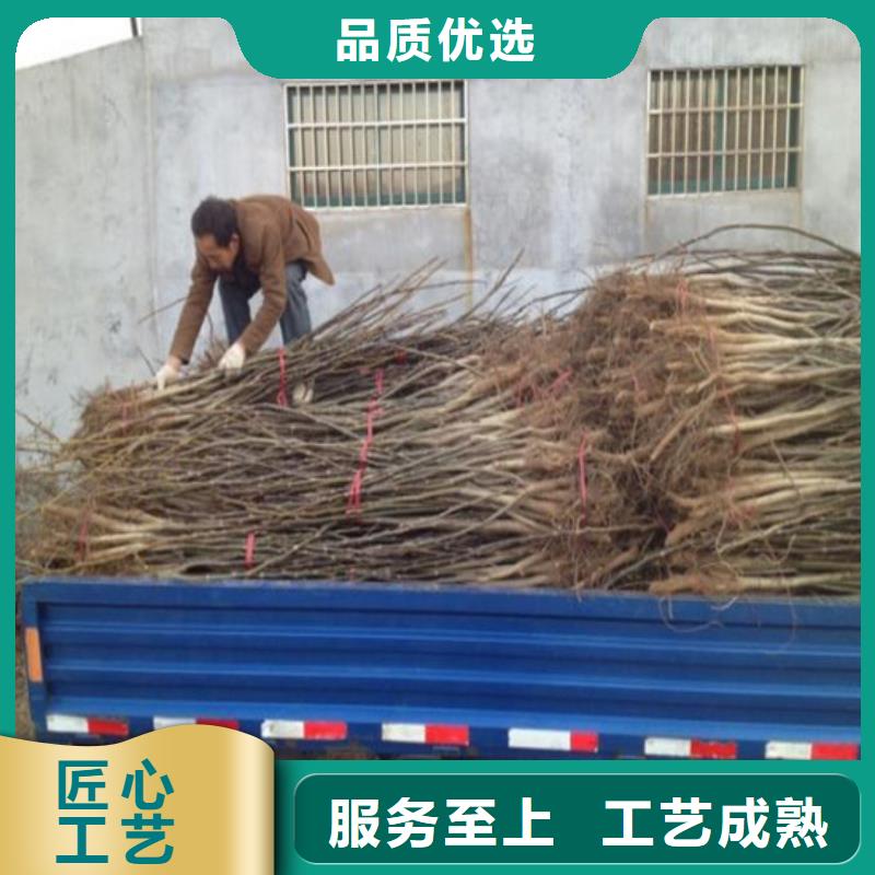 【核桃苗】-草莓苗价格厂家型号齐全[本地]制造商