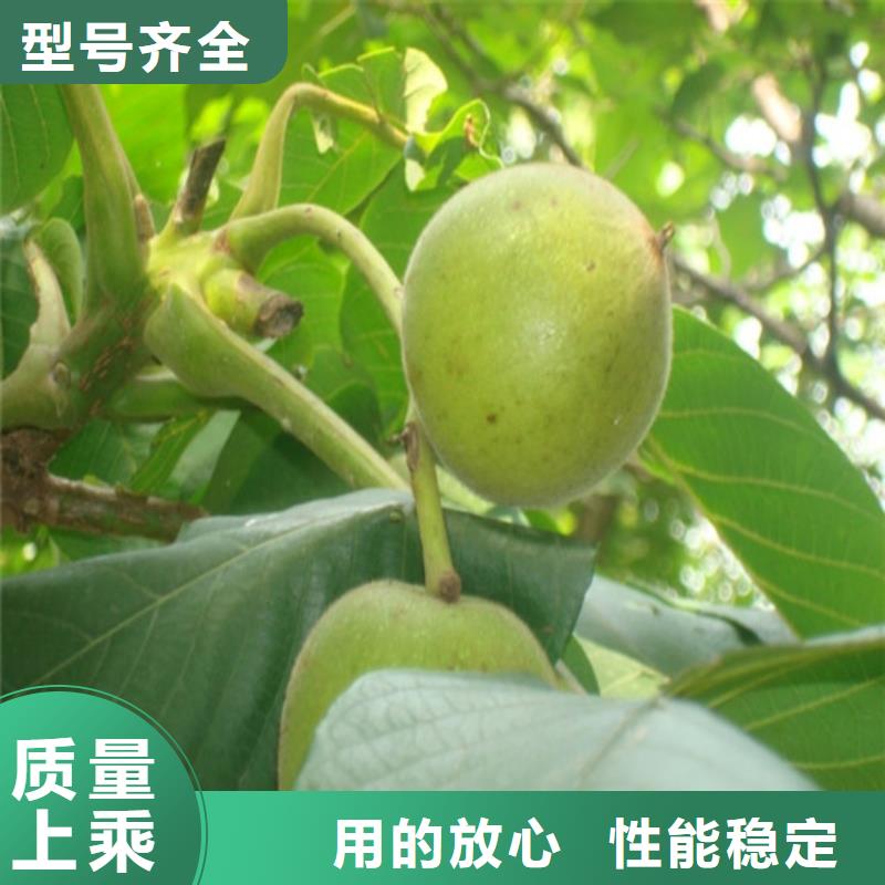 核桃苗无籽葡萄树苗工艺层层把关当地生产厂家