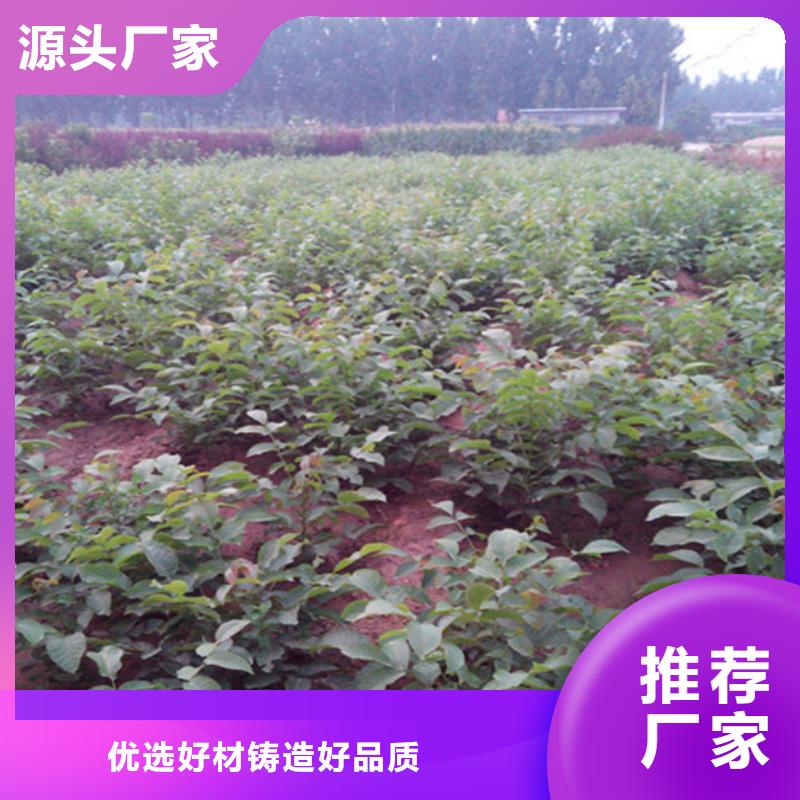 核桃苗果树苗多种规格供您选择【当地】制造商