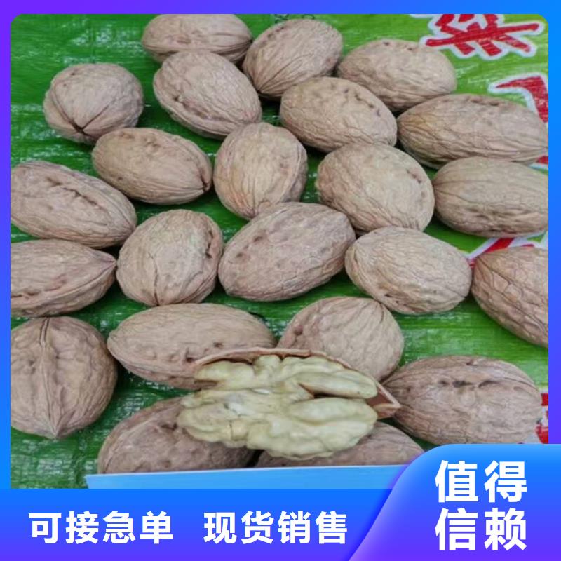 核桃苗-蓝宝石葡萄苗品质优选专心专注专业
