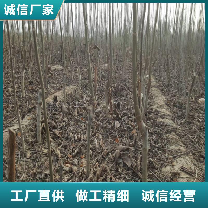 【核桃苗】蜂糖李子树苗质量看得见专业的生产厂家
