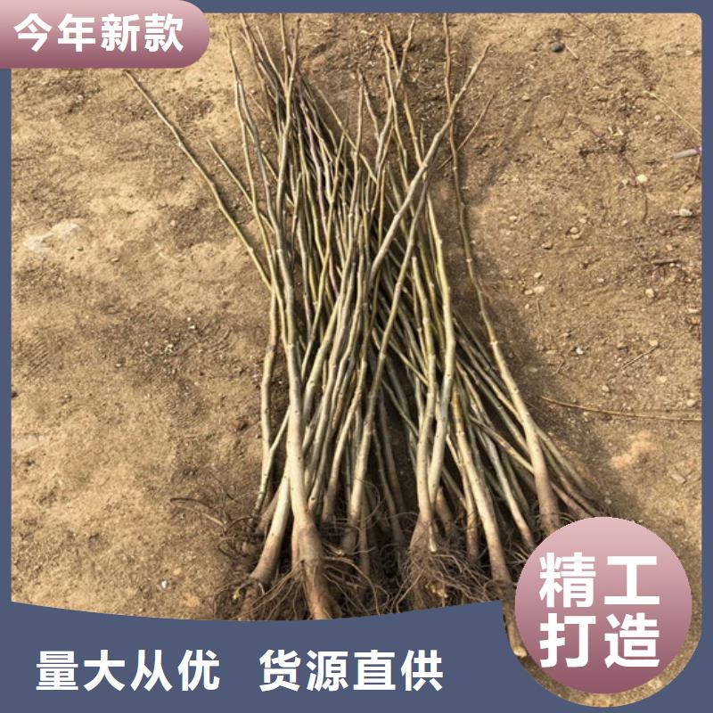 核桃苗大棚草莓苗严谨工艺出厂价